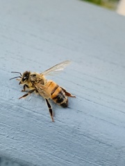 Apis mellifera