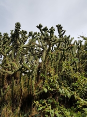 Austrocylindropuntia subulata