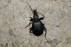 Cychrus italicus