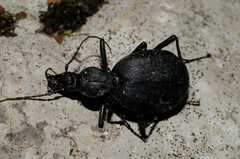 Cychrus italicus
