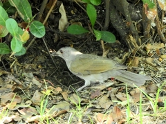 Turdus leucomelas