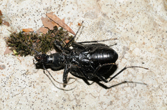 Cychrus italicus