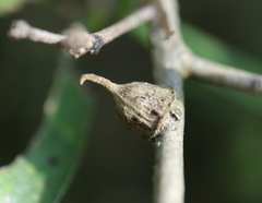 Callirhytis quercusventricosa