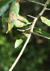 Callirhytis quercusventricosa