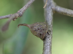 Callirhytis quercusventricosa