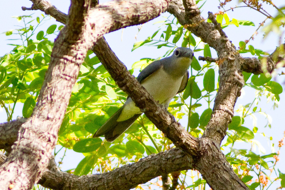 White-Breasted Cuckooshrike