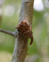 Callirhytis quercusventricosa