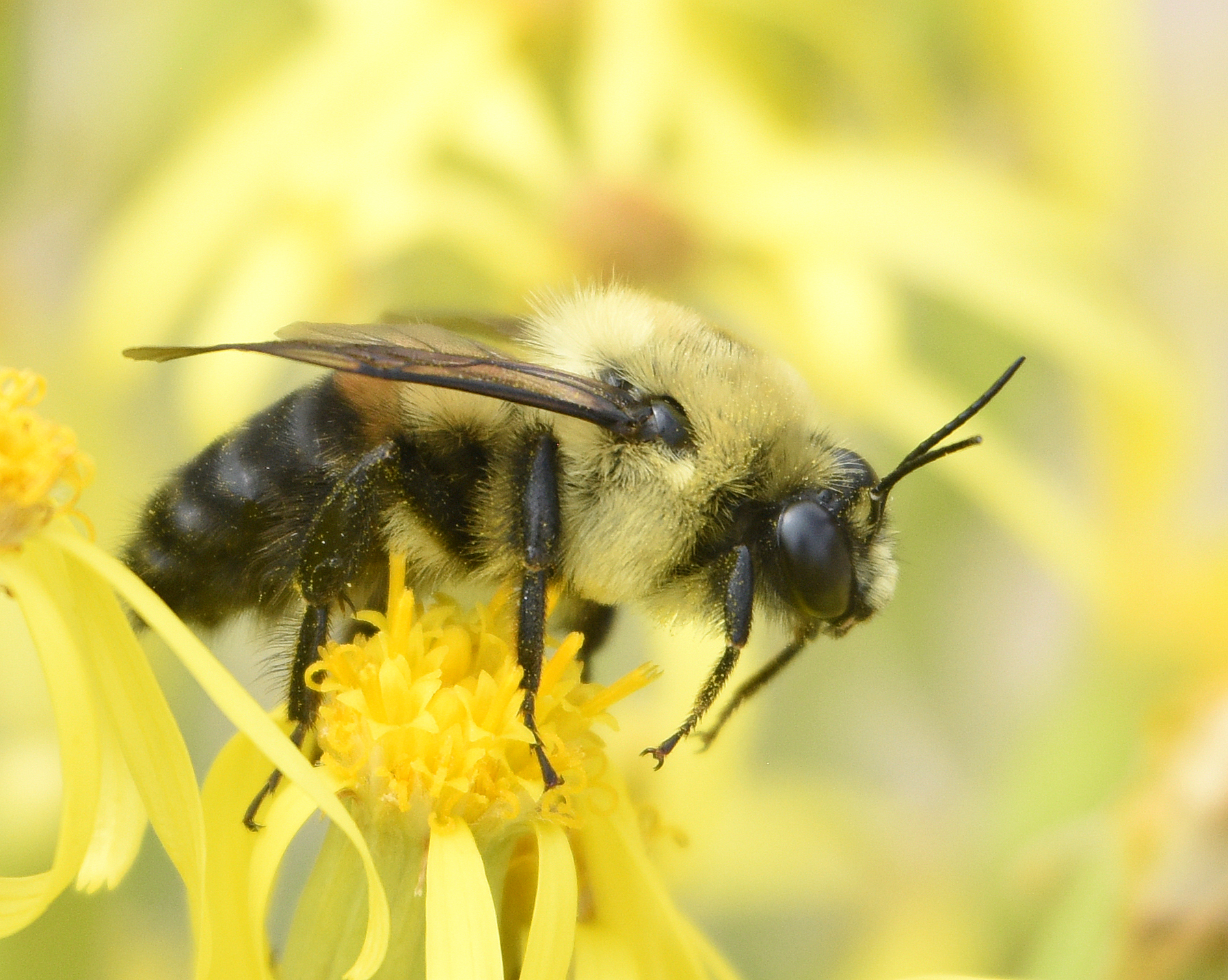 Photos of Bumble Bees (Genus Bombus) · iNaturalist