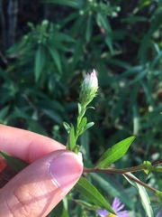 Symphyotrichum novi-belgii