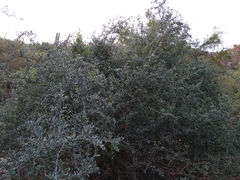 Phaulothamnus