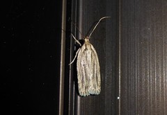 Agonopterix umbellana