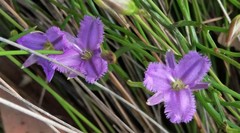 Thysanotus patersonii