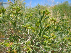 Nitraria schoberi