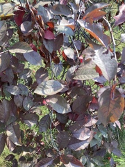 Tracheophyta