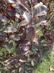 Tracheophyta