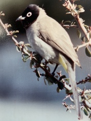 Pycnonotus xanthopygos