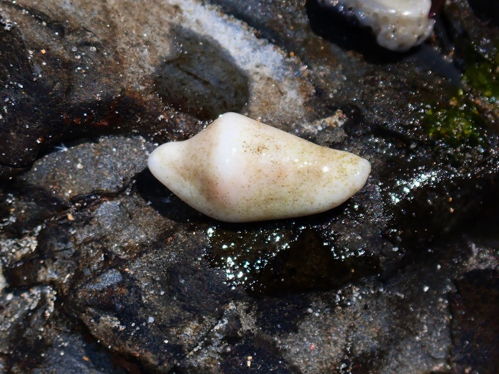 Draper's Egg Cowry from Woolgoolga NSW 2456, Australia on September 28 ...