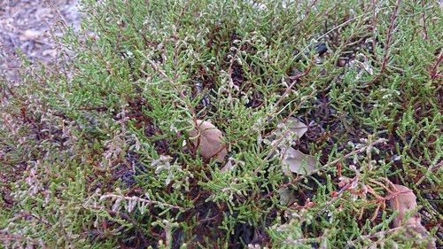 Avistamiento Calluna vulgaris