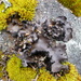 Ballpoint Rocktripe Lichen - Photo (c) sbenson, some rights reserved (CC BY-NC), uploaded by sbenson