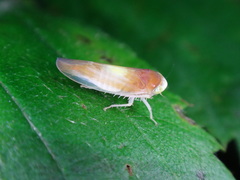 Colladonus setaceus