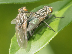 Sarconesia chlorogaster