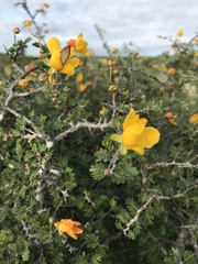 Chamaecrista greggii