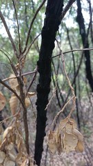 Hormiscium ericae