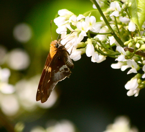 Hesperiidae