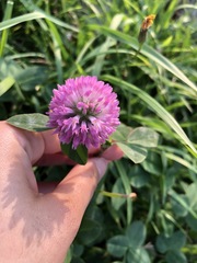 Trifolium pratense
