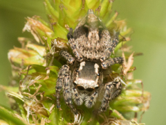 Aphirape misionensis