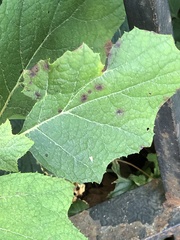 Cercospora hydrangeae