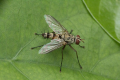 Tachinidae