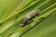 Coleoptera