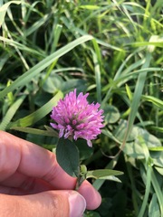 Trifolium pratense