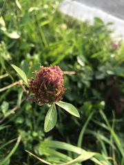 Trifolium pratense