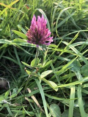 Trifolium pratense