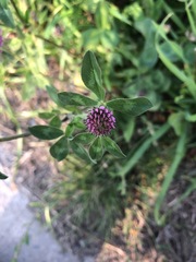 Trifolium pratense