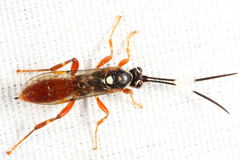 Cratichneumon subfilatus
