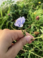 Cichorium intybus