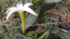 Jaborosa integrifolia