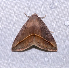 Argyrostrotis flavistriaria