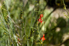 Anisacanthus linearis