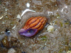 Peristernia reincarnata