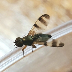 Chaetopsis massyla