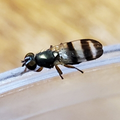 Chaetopsis massyla