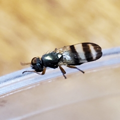 Chaetopsis massyla