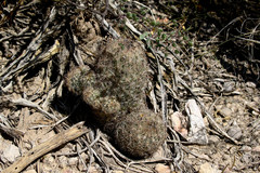 Echinomastus durangensis