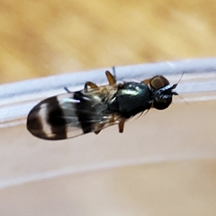 Chaetopsis massyla