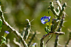 Ipomoea cardiophylla