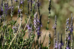 Mirandea grisea